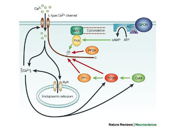 Calcium channel Figure 3 Calciumdependent inactivation of neuronal calcium