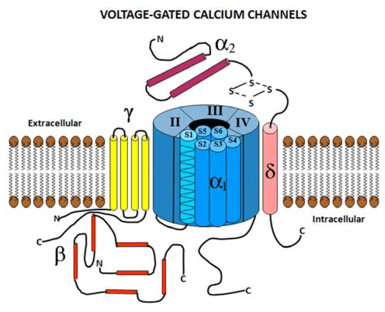 Calcium channel Pharmaceuticals Free FullText VoltageGated Calcium Channel