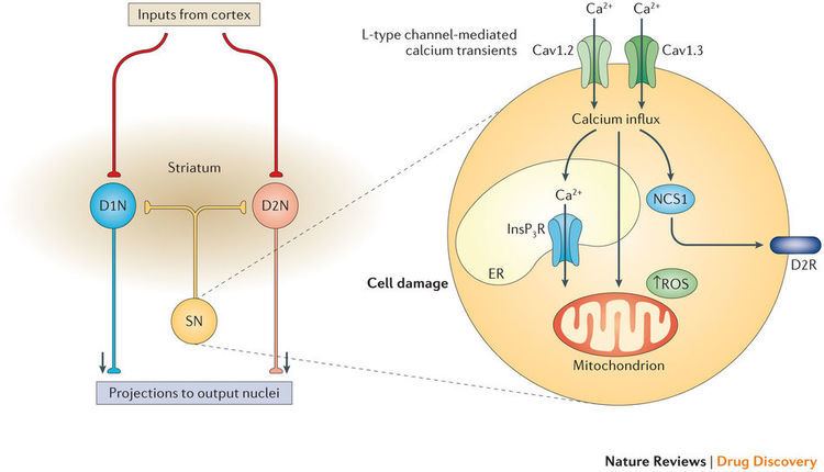 Calcium channel Targeting voltagegated calcium channels in neurological and