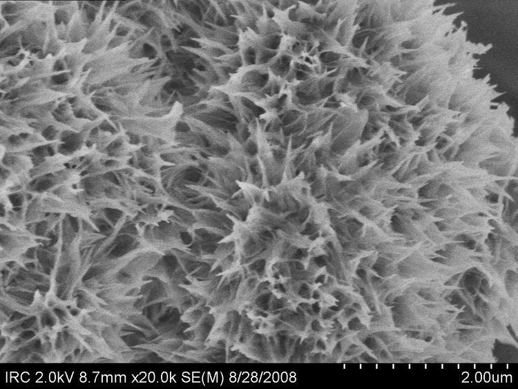 Calcium silicate hydrate wwwcementlabcomimagesC3S2week20L2osjpg