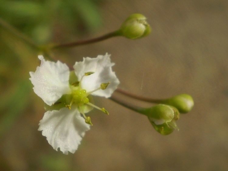 Caldesia parnassifolia FileCaldesia parnassifolia flowerJPG Wikimedia Commons