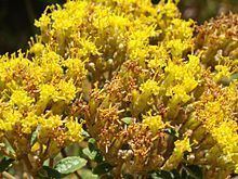 Calea (plant) httpsuploadwikimediaorgwikipediacommonsthu