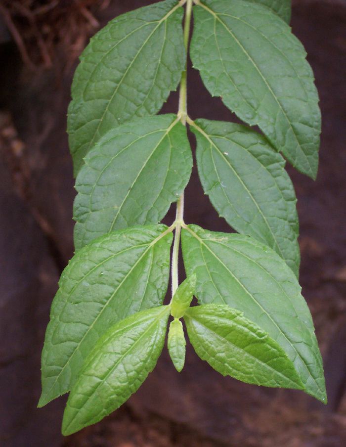 Calea (plant) Calea zacatechichi Dream Herb seed Herbalistics