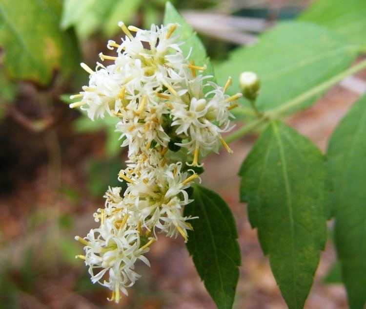 Calea ternifolia httpsuploadwikimediaorgwikipediaencc2Cal