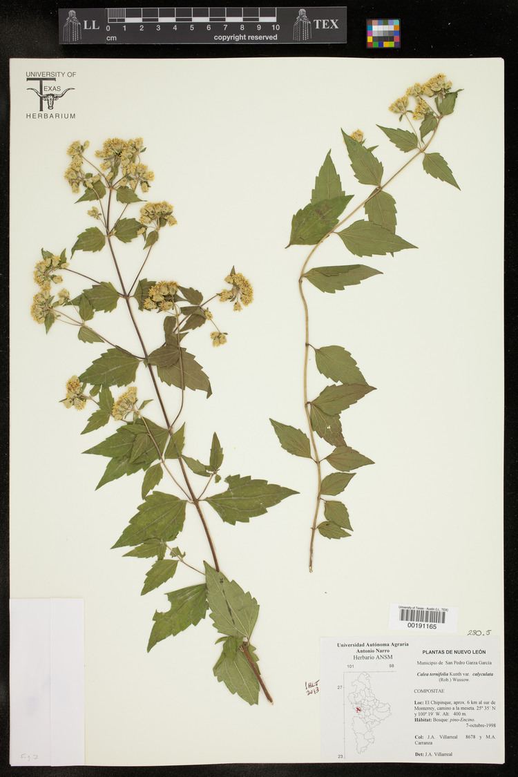 Calea ternifolia Realfake Calea Zacatechichi plants and my personal investigation