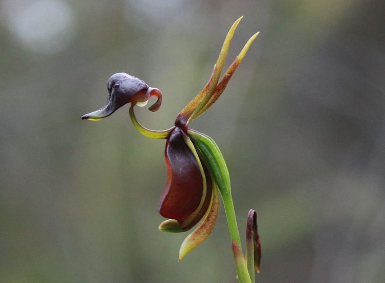 Caleana FLYING DUCK CALEANA MAJOR orchid BENNETTS GREEN PETER ROBO