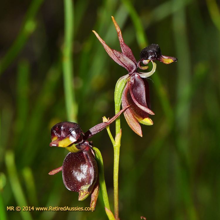 Caleana Caleana major Flying Duck Orchid