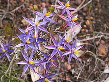 Calectasia grandiflora httpsuploadwikimediaorgwikipediacommonsthu