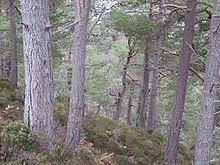 Caledonian Forest httpsuploadwikimediaorgwikipediacommonsthu