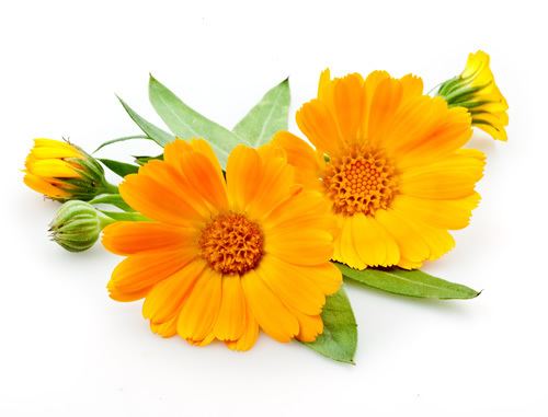 Calendula Benefits of Garden Marigold plant Calendula Officinalis Boiron