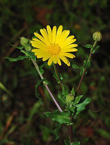 Calendula httpsuploadwikimediaorgwikipediacommonsthu