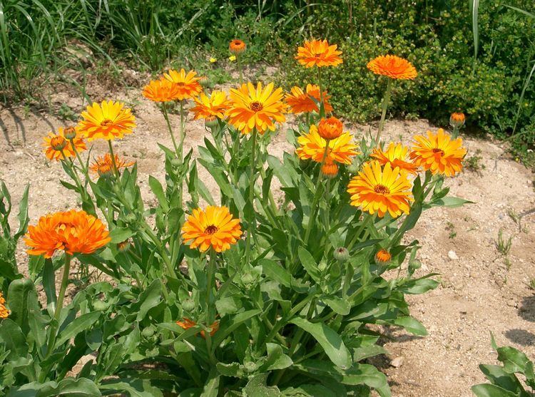 Calendula FileCalendula officinalis3jpg Wikimedia Commons