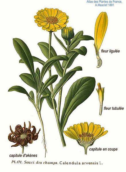 Calendula arvensis Calendula arvensis Field Marigold PFAF Plant Database