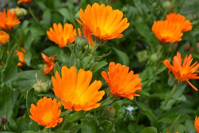 Calendula Calendula Medicinal plants DrTohid Nooralvandi Pulse LinkedIn