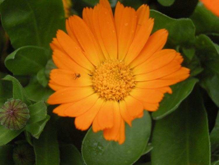Calendula officinalis Calendula officinalis landscape architect39s pages