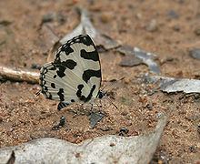 Caleta (butterfly) httpsuploadwikimediaorgwikipediacommonsthu