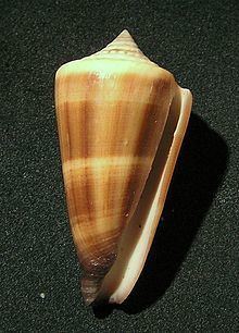 Calibanus (gastropod) httpsuploadwikimediaorgwikipediacommonsthu