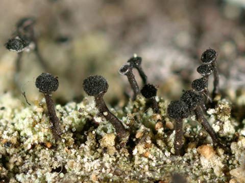 Calicium Calicium lenticulare lichenologyinfo species details