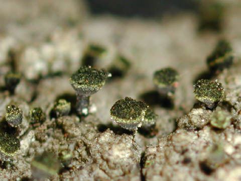 Calicium Calicium adspersum lichenologyinfo species details