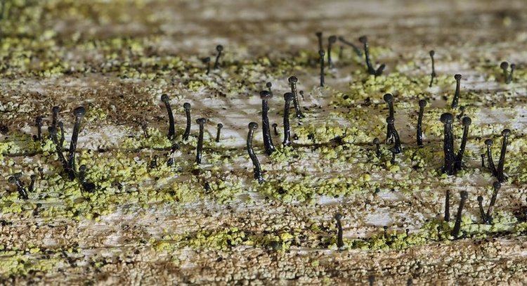 Calicium Ways of Enlichenment Lichens of North America