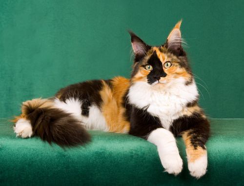 Calico cat 10 Reasons Why Calico Cats Are Awesome iHeartCatscom All Cats