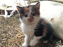 Calico cat httpsuploadwikimediaorgwikipediacommonsthu