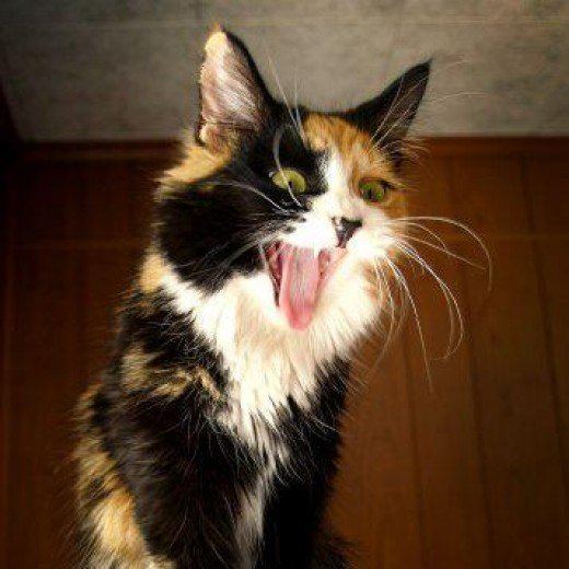 Calico cat Why Are Calico Cats Always Female PetHelpful