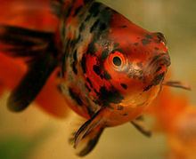 Calico (goldfish) Calico goldfish Wikipedia