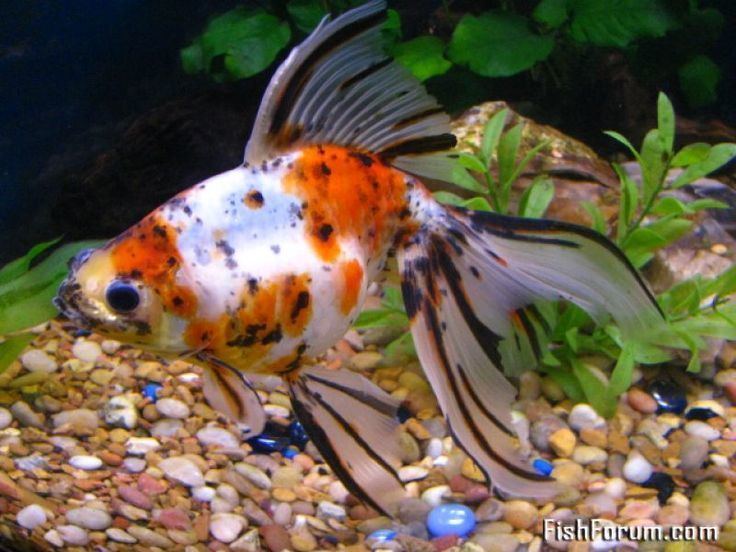Calico (goldfish) httpssmediacacheak0pinimgcom736x2f6a20