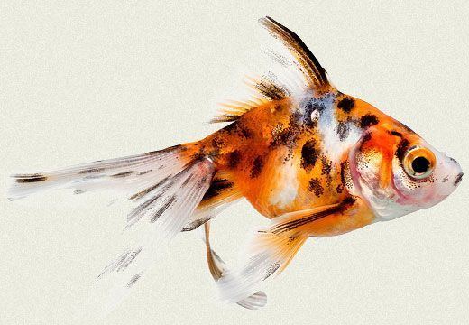 Calico (goldfish) Calico Fantail Fancy Goldfish Tropicali Fabulous Fish Fancy