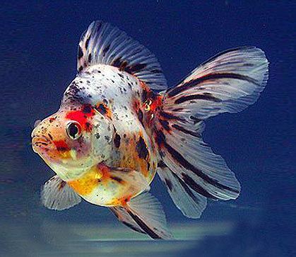 Calico (goldfish) Welcome to JAVED FISHERIES We are breeder wholesale dealer
