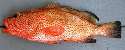 Calico grouper inshore strawberry Archive Florida Sportsman Forums