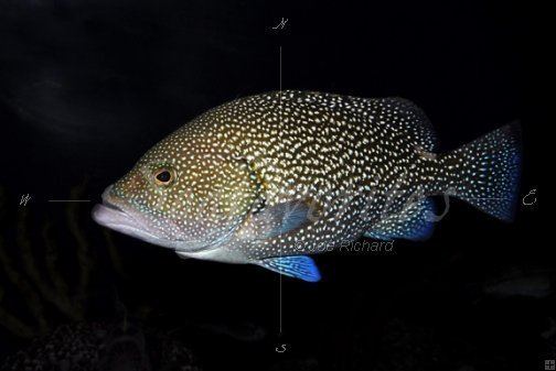 Calico grouper Speckled Hind grouper Stock photography by Seafavoritescom