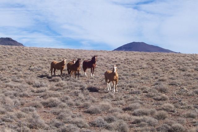 Calico Hills, Humboldt County, Nevada wwwmustangs4uscomNew4Picture20014Calico20Mt