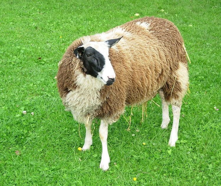 Calico sheep