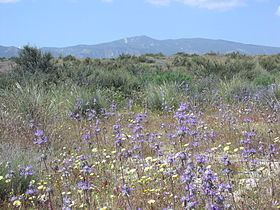 Caliente Mountain httpsuploadwikimediaorgwikipediacommonsthu