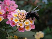 California carpenter bee httpsuploadwikimediaorgwikipediacommonsthu