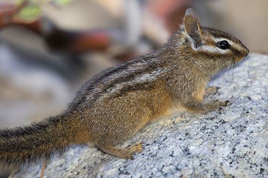 California chipmunk photographs by Mark Chappell