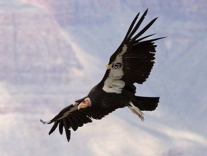 California condor httpswwwallaboutbirdsorgguidePHOTOLARGEco