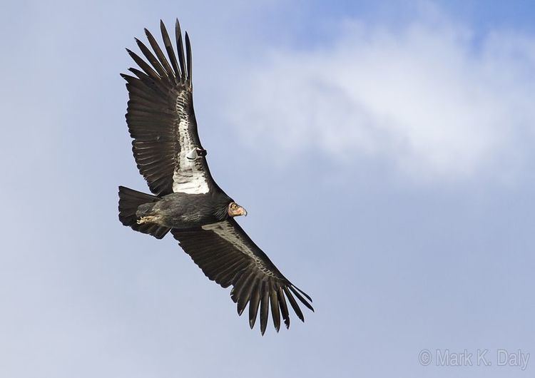 California condor California Condors California Condor Pictures California Condor