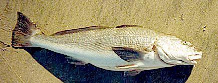 California corbina California Corbina fish pictures and species identification