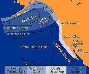 California Current Pacific39s California current likened to Africa39s Serengeti Plain
