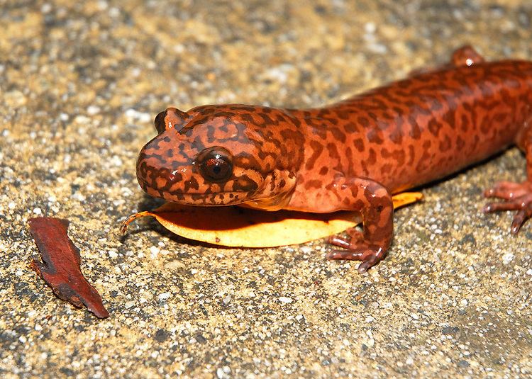 California giant salamander California Giant Salamander Curbstone Valley