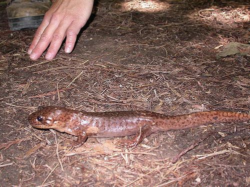 California giant salamander California Giant Salamander Dicamptodon ensatus Dicampto Flickr