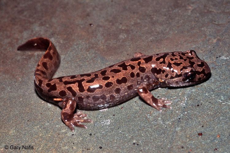California giant salamander California Giant Salamander Dicamptodon ensatus