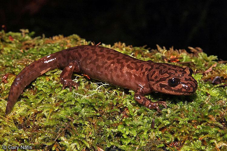 California giant salamander California Giant Salamander Dicamptodon ensatus