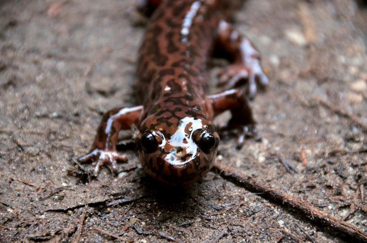 California giant salamander Dicamptodon ensatus California Giant Salamander by mightystag on