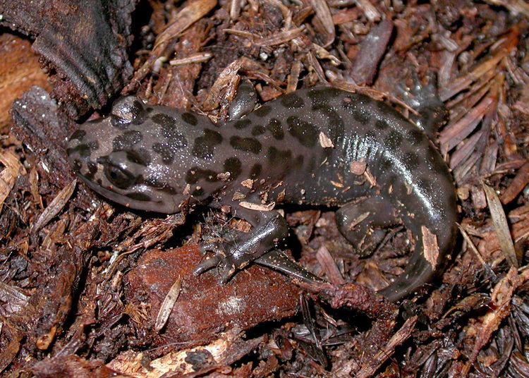 California giant salamander California Giant Salamander