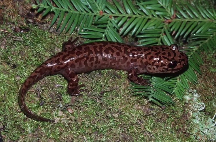 California giant salamander CalPhotos