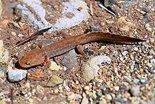 California giant salamander httpsuploadwikimediaorgwikipediacommonsthu